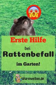Cc0 / pixabay / wolfgang_vogt) wenn dir eine ratte im haus über den weg läuft, solltest du als erstes herausfinden, wie sie hineingelangt ist. Ratten Im Komposthaufen Bekampfen Ist Leicht Komposthaufen Kompost Ratten Vertreiben