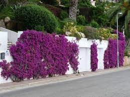 Bougainvilla Along The Fence Front Gardens Trees To Plant Cottage Garden