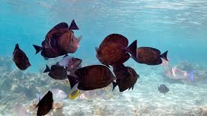 Maybe you would like to learn more about one of these? Wallpaper Fish Underwater World Animals 1920x1080
