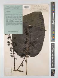 Image result for Astropanax myrianthus