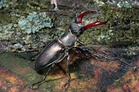 Beetle control and infestation prevention