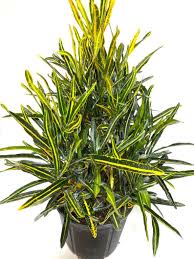 Image result for Croton