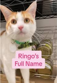 Purrfect Pawspitality at Seattle's Cat Cafe