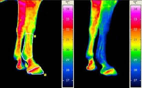 How Accurate Is Thermograohy Of Horses Legs Thermography Equine Massage Therapy Horse Health
