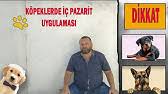 Kopeklerde Soguk Alginligi Ve Grip Veteriner Hekim Ozge Gungormus Youtube