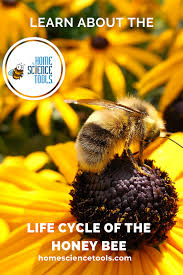 This helps flowers achieve complete reproduction and multiply in the cycle. Life Cycle Of The Honey Bee Worksheets Printables Honey Bee Honey Bee Life Cycle Bee