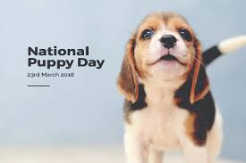 Hello guys, here is talk to all the necessary info of the national puppy day 2021, images, celebration idea. 8 Wonderful Offers You Need This National Puppy Day
