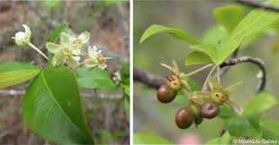 Image result for Brackenridgea