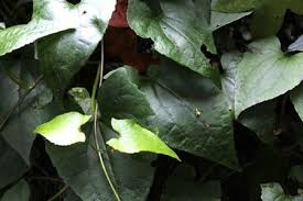 Image result for Senecio deltoideus