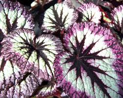 Image result for Begonia nyassensis
