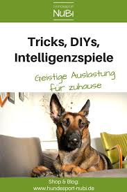 Hundetricks, futterspiele und intelligenzspielzeug können für indoor auslastung sorgen. Hund Zuhause Beschaftigen Die Besten Indoor Spiele Fur Hunde Hunde Spiele Hunde Hundesport