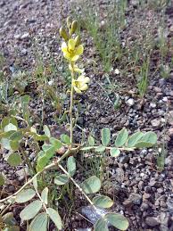 Image result for Senna italica