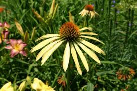 Some north carolina native plants might be far better adapted to a country like australia than here in nc. 12 Native Plants Nc State Extension Publications