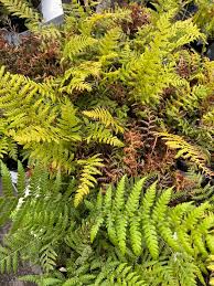 Image result for Dryopteris antarctica