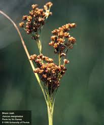 Image result for Juncus lomatophyllus