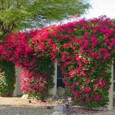 Pin On Gardening