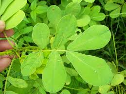 Image result for Senna tora