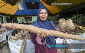 Perkecambahan stek tergantung pada kondisi. Bernama Musim Tengkujuh Bonus Kepada Penanam Ubi Di Kelantan