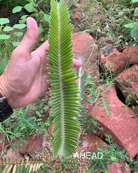 Image result for Monadenium spinulosum