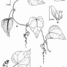 Image result for Cissampelos mucronata