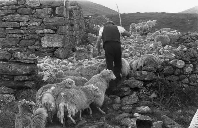 Shepherds and Sheep in Snowdonia (1951) - Flashbak