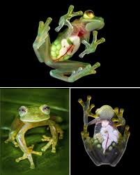 Image result for glass frog