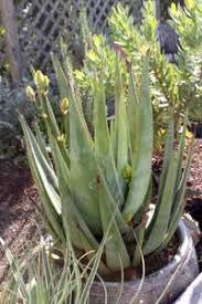 Image result for Aloe pienaarii