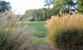 We did not find results for: Dig Deeper Into Grasses In The Genus Miscanthus