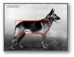 Jun 19, 2021 · german shepherd owners know that won't happen until you've walked your dog, gone to the park, or provided some sort of exercise. What Are The Unique Qualities Of The German Shepard Dog Breed Quora