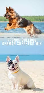 Looking for your new pet can be very difficult and each puppy breed is different. French Bulldog German Shepherd Mix Is This Mix Right For You