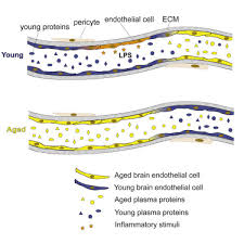 Check spelling or type a new query. Brain Endothelial Cells Are Exquisite Sensors Of Age Related Circulatory Cues Sciencedirect
