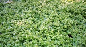 Image result for Lysimachia djalonis