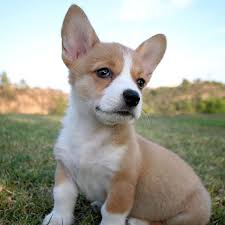 Why buy a corgi puppy for sale if you can adopt and save a life? New York Pembroke Welsh Corgi Puppies For Sale Uptown