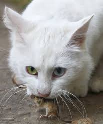 Maybe you would like to learn more about one of these? Weisse Katzen Katzengenetik Vererbung Der Fellfarben Und Fellmuster Bei Katzen