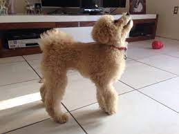 We did not find results for: Do All Poodles Have Long Legs Poodle Forum