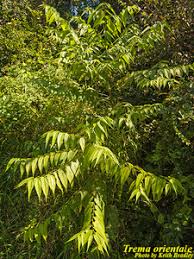 Image result for Trema sp A