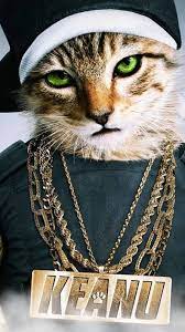 Swag Cat Cute Cat Memes Cute Baby Cats Cute Cat Wallpaper