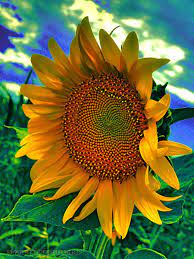 Sunflower The Happy Flower By Marita Toftgard Sunflower Photography Wild Sunflower Sunflower Pictures