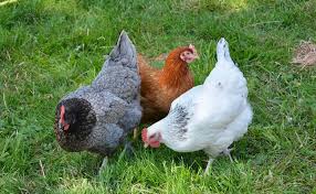 Fait pour notre arche de débardage (trinqueballe), elle s'adaptera également sur votre fendeuse à bois. Quelle Est La Meilleure Poule Pondeuse Pour Un Poulailler Urbain