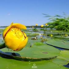 Image result for Nymphaea heudelotii