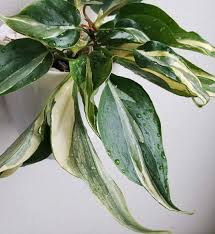 Philodendron Silver Stripe Rio Also Know As Cream Splash Philodendron Flower Garden Plants Plants