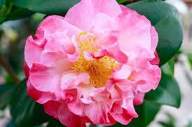 20 Different Types Of Camellia Plants Camellia Plant Plants Understory Plants