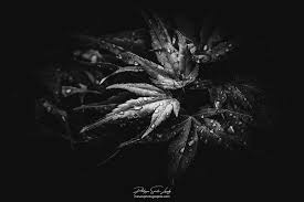 Maybe you would like to learn more about one of these? Photos Noir Et Blanc La Galerie Photo De Nature Photographie