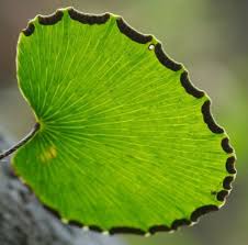 Image result for Adiantum reniforme