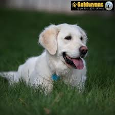 golden retriever golden retriever dog training school online dog training