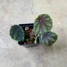 Image result for Begonia quadrialata