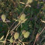 Image result for Trifolium squarrosum