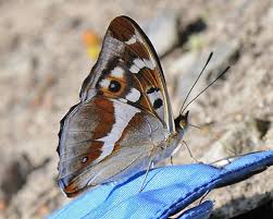 Image result for Apatura iris