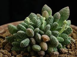 Image result for Crassula alsinoides