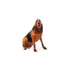 Maybe you would like to learn more about one of these? Bloodhound Puppies Pittsburgh Pa Petland Robinson